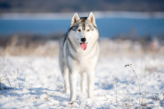 Husky In The Snow