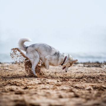 Funny Husky Digging