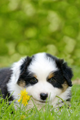 Ein süßer Australian Shepherd Welpe liegt im Gras und hat eine gelbe Blume quer in der Schnauze.