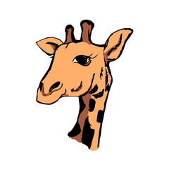 The head of a giraffe 3