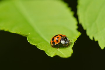 Indischer Marienkäfer