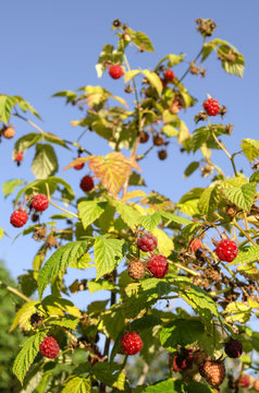 raspberry bush with berries on a background of the sky
