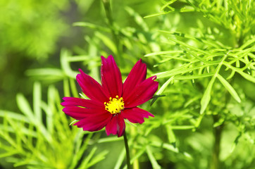 Obraz premium evening primrose on green meadow close up