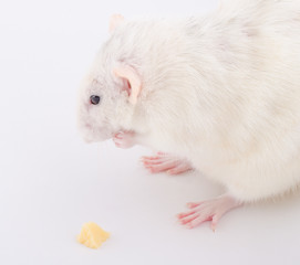 Funny white rat sitting with its front paws folded next to a small piece of cheese (selective focus on the rat muzzle)