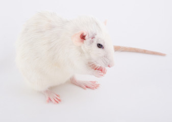 Cute white rat sitting on its hind paws (selective focus on the rat nose and paws)