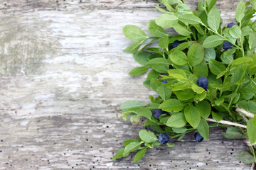 bunch forest blueberries/ branches forest blueberries on a very old wooden surface top view 
