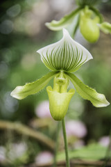 Obraz premium Orchid flower bloom with soft focus