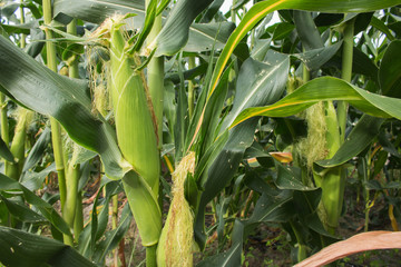 Corn field