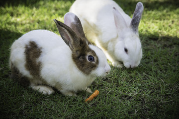 Cottontail bunny rabbit eating grass in the garden