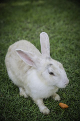 Cottontail bunny rabbit eating grass in the garden