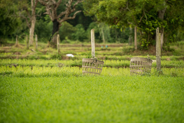 .rice seedlings in paddy field