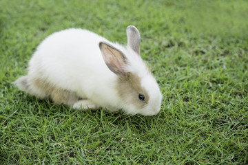 Cottontail bunny rabbit eating grass in the garden