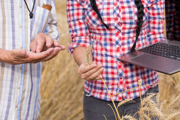 People checking wheat grains