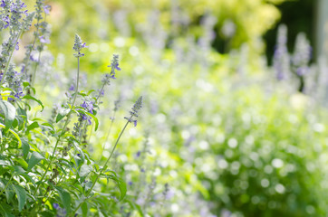 Blue salvia flower