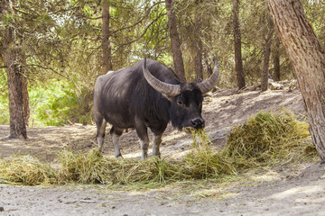 The Indian buffalo