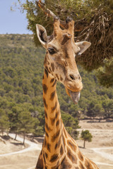 Young giraffe