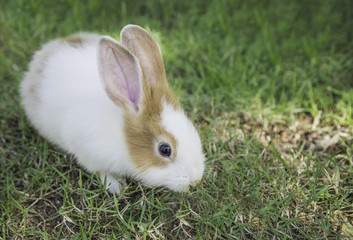 Cottontail bunny rabbit eating grass in the garden