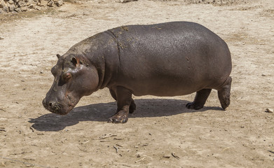 Hippopotamus