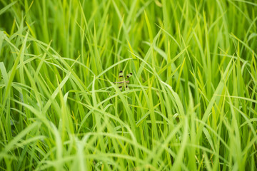 .rice seedlings in paddy field