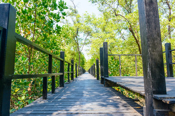 Walkway in forest