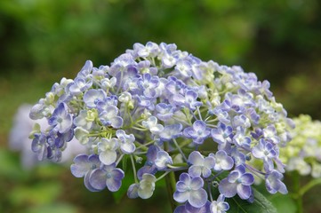 Obraz premium お多福紫陽花（ウズアジサイ）
