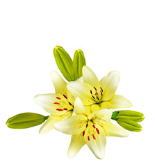 Obraz premium Flower lily isolated on white background.