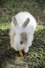 Cottontail bunny rabbit eating grass in the garden