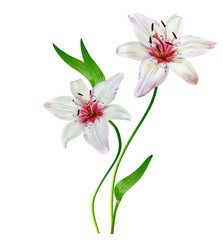 Obraz na płótnie Canvas Flower lily isolated on white background.