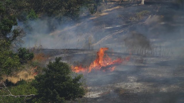 Flames consume a patch of dry grass and weeds before dying down