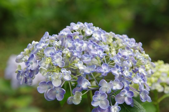 ウズアジサイ Images Browse 1 Stock Photos Vectors And Video Adobe Stock
