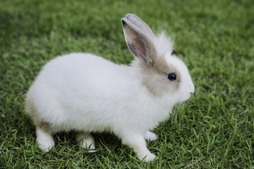 Cottontail bunny rabbit eating grass in the garden