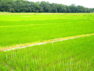 Obraz premium 青田と林風景