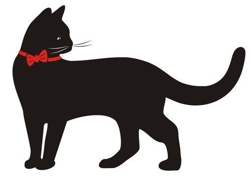 cat and collar, vector illustration