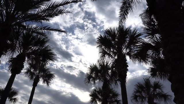 Palm Trees and Cloudy Sky