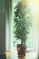 Benjamin ficus tree in old terracotta pot in living room at big window with sunlight. Home design, interior and decoration.