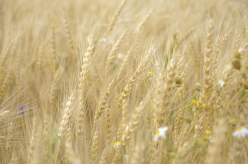 Wheat