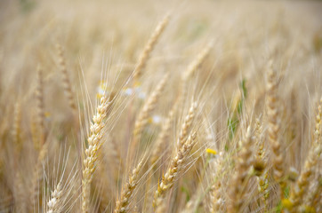Wheat