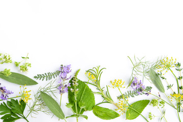 variety of fresh herbs on white background - obrazy, fototapety, plakaty