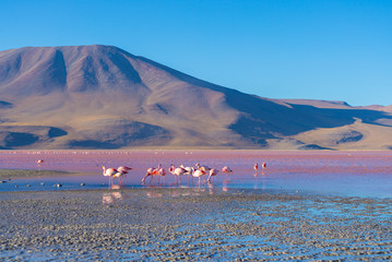 Obraz premium Pink flamingos at 