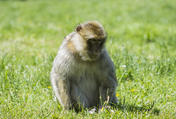 Portrait of a rhesus macaque monkey (Macaca mulatta)
