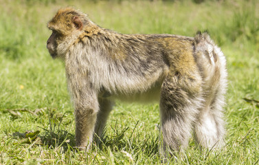 Portrait of a rhesus macaque monkey (Macaca mulatta)