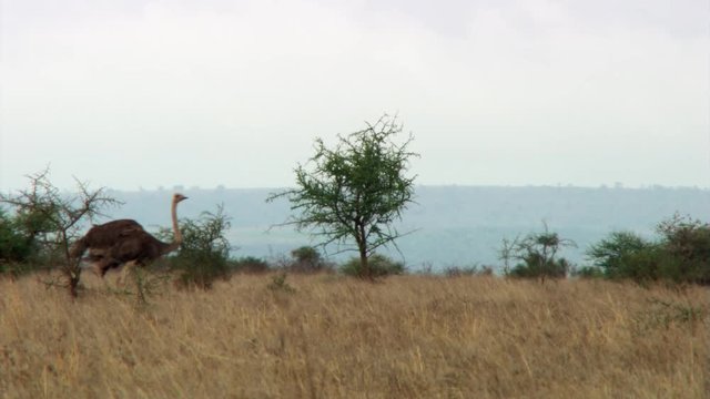 Ostrich walking across African savanna