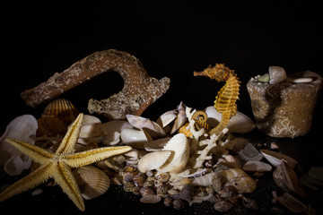 Fondo marino fotografato su sfondo scuro