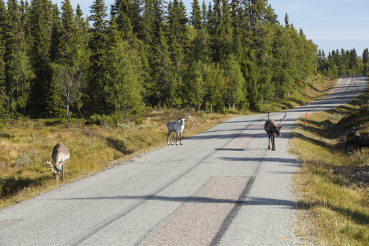 Renar p&aring; v&auml;g