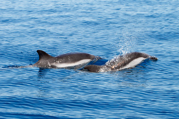 Couple of diving dolphins on summer sea