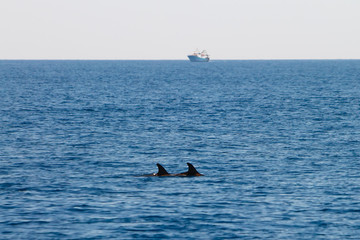 Couple of diving dolphins with boat on the background
