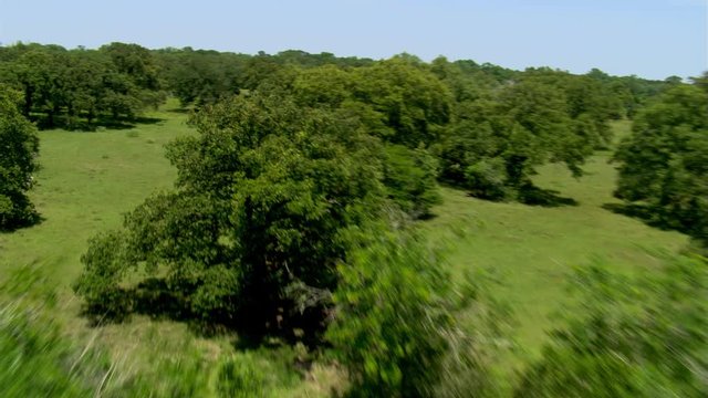 Flying over an oak savanna near Huntsville, Texas. Shot in 2007.