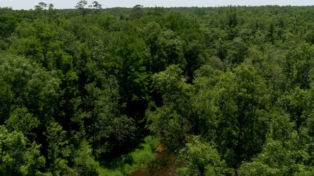 Flight above a winding brown river in a forested Alabama swamp