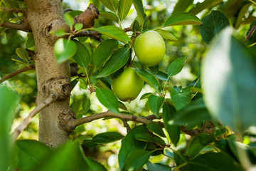 Apples in orchard hanging from branch