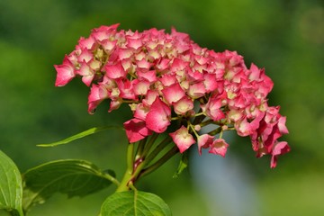 Magnifique fleur d'hortensia rouge